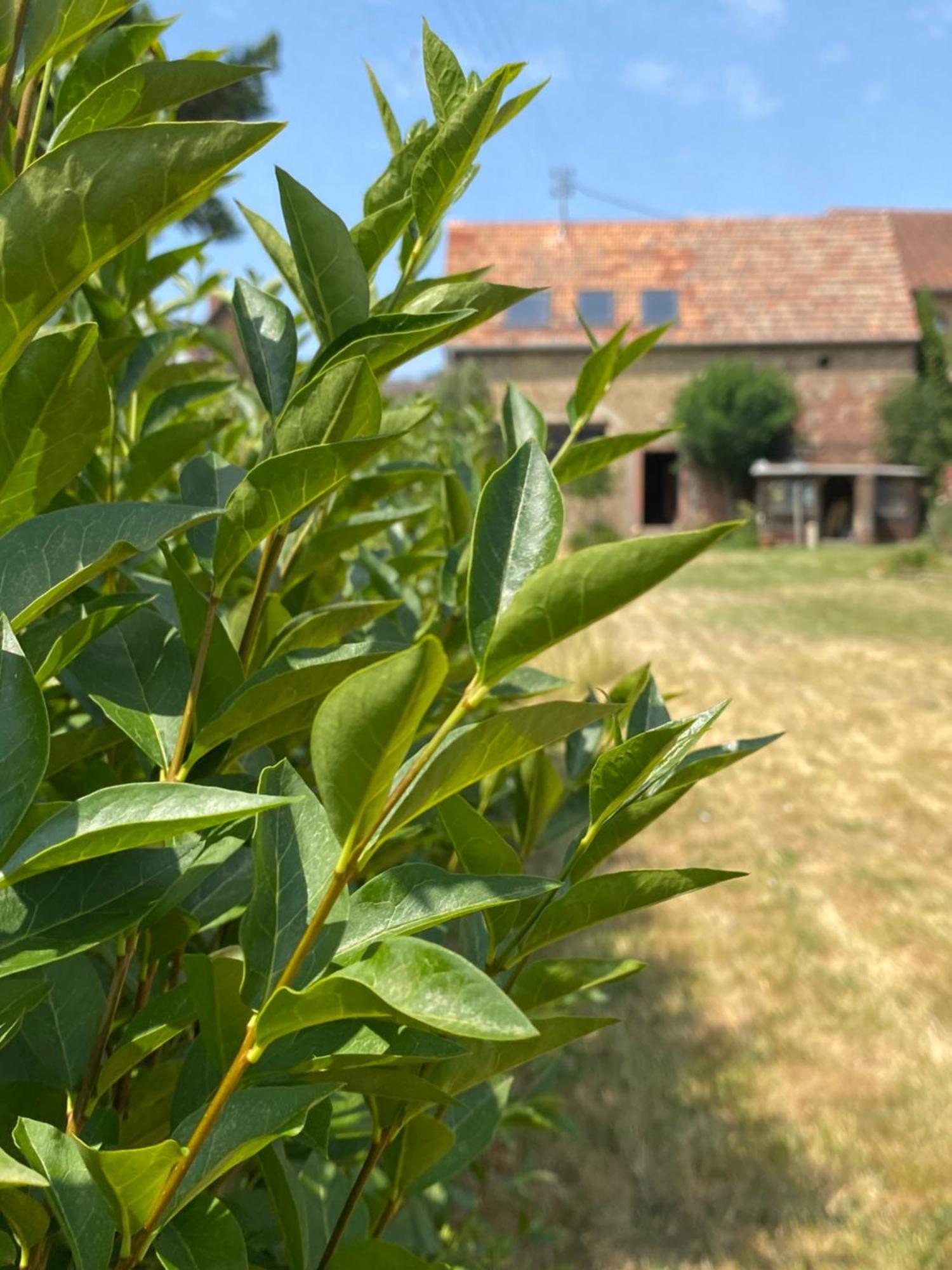 Appartement Zum Schockelgaul Gaestehaus *